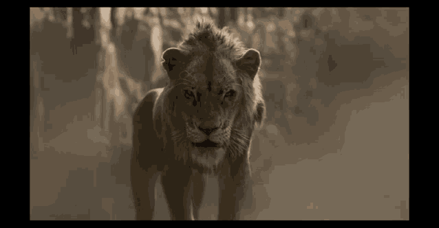 Lionking Scar GIF - Lionking Scar Lion GIFs