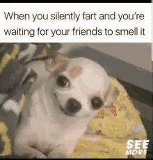 Farting Smelly GIF - Farting Smelly Dog GIFs