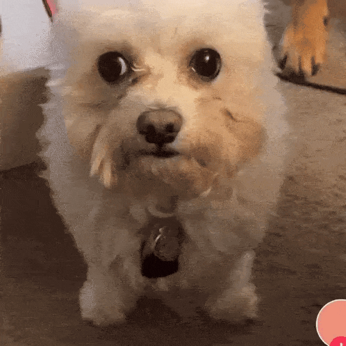 a small white dog with a tag on its neck looks at the camera