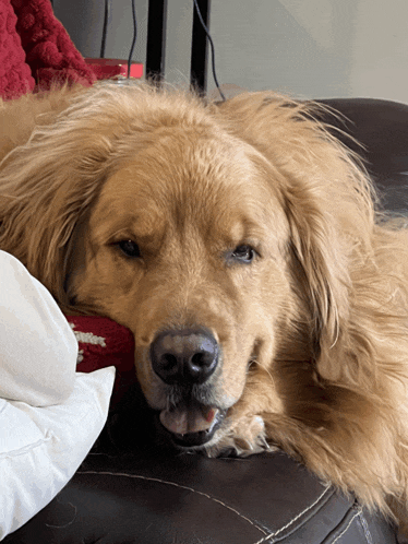 a dog laying on a couch with a sock in its mouth that says ' snickers ' on it