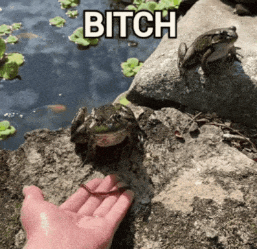 a frog sitting on a rock next to a person 's hand with the word bitch above it
