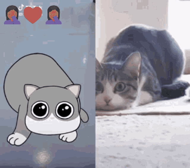Cute Cat GIF - Cute Cat Shimmy GIFs