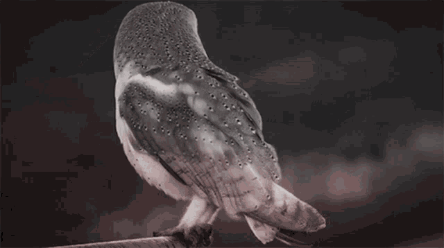 Barn Owl GIF - Barn Owl GIFs