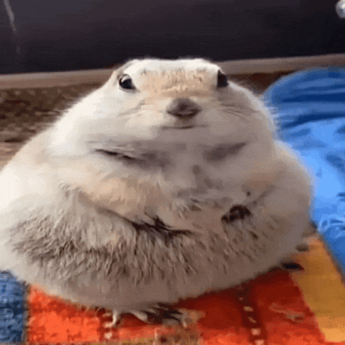 a very fat squirrel is sitting on a blanket on the floor .