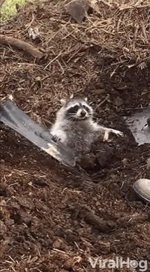 Viralhog Raccoon GIF - Viralhog Raccoon Rescue GIFs