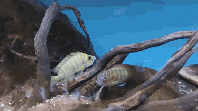 Compresiceps Fish GIF - Compresiceps Fish Swim GIFs