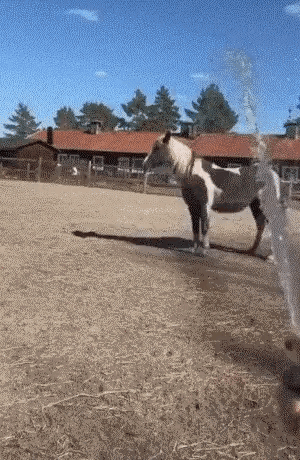 Spinning Horse Funny GIF - Spinning Horse Spinning Horse GIFs