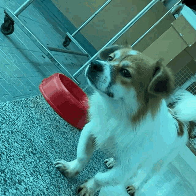 a brown and white dog standing next to a red bowl on the floor