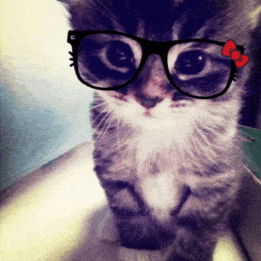 a close up of a cat wearing glasses with a hello kitty bow