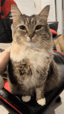 a fluffy cat is sitting on a red and black chair