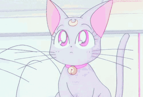 a cat with a pink collar and a crescent moon on it