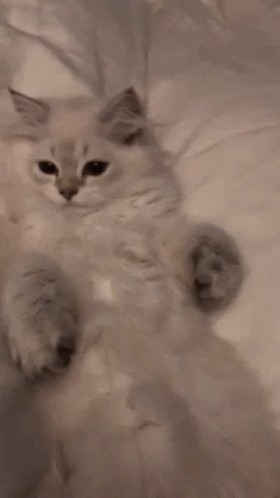 Cat Hug Kitten GIF - Cat Hug Kitten Paws GIFs