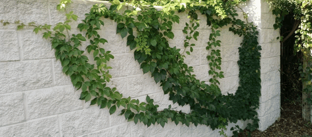 a white brick wall with ivy growing on it in the shape of a heart