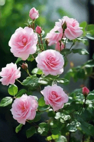 a bunch of pink roses growing on a bush