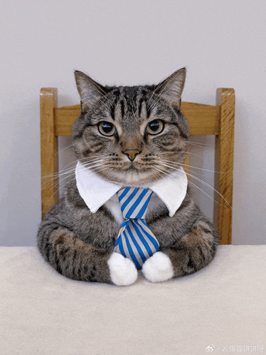 a cat wearing a tie and a white collar sits in a chair