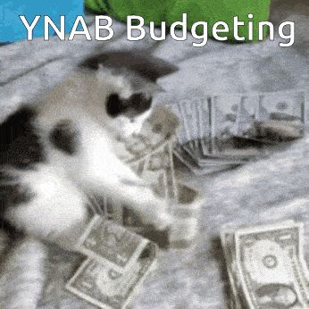 a black and white cat is sitting on a bed surrounded by money and the words ynab budgeting