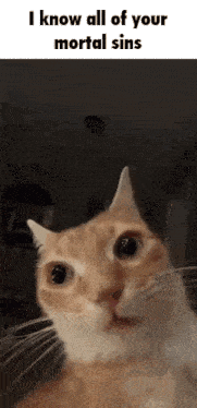 a cat is looking at the camera and says i know all of your mortal sins .
