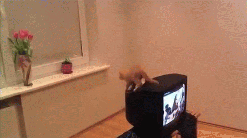 Just By A Nose GIF - Face Plant Cat GIFs
