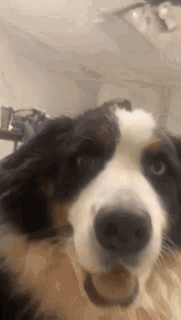 a close up of a dog looking at the camera with its mouth open