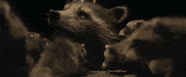 a raccoon licks a baby raccoon 's nose in a dark room