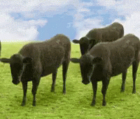 Cows Bouncing GIF - Cows Bouncing Ball GIFs