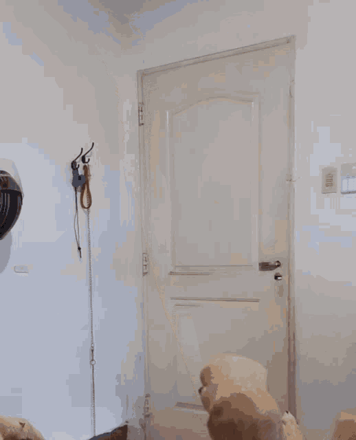 a person holding a dog 's paw in front of a door