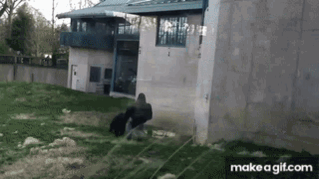 Gorilla Run GIF - Gorilla Run Move GIFs