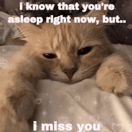 Sad Cat Cat Love GIF - Sad Cat Cat Love Miss You GIFs