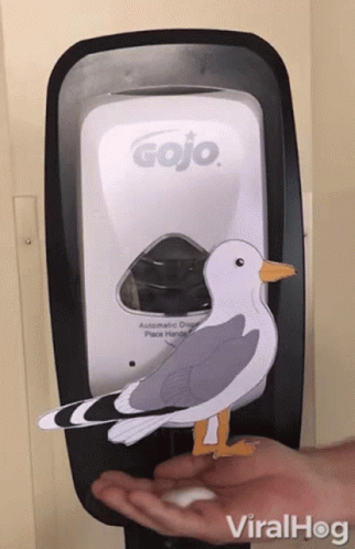 Seagulls Wash GIF