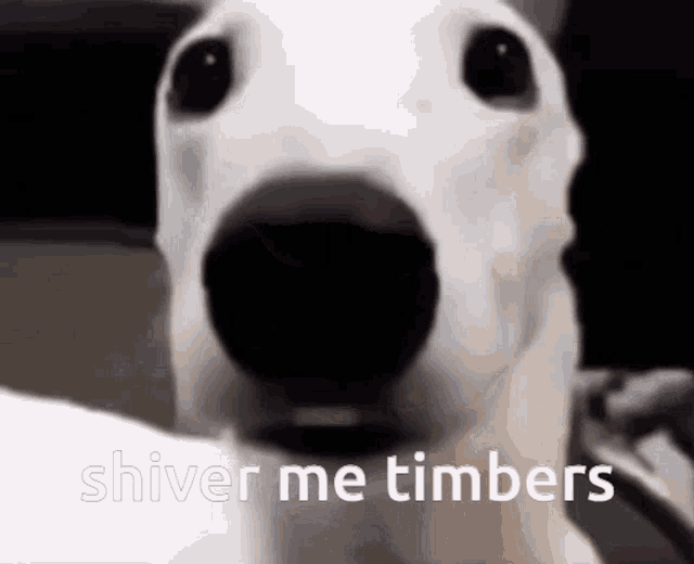 Shiver Me Timbers Macksville High School GIF - Shiver Me Timbers Macksville High School Scared Dog GIFs
