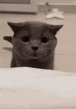 Cat Meow Sad GIF - Cat Meow Sad GIFs