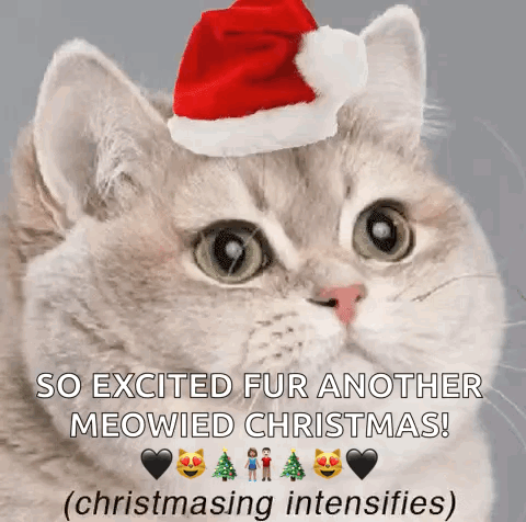 Cat Cat Meme GIF - Cat Cat Meme Christmas GIFs