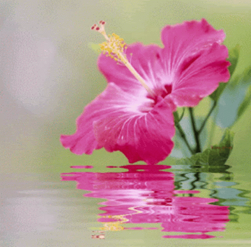 Flower Love GIF - Flower Love Hibiscus GIFs