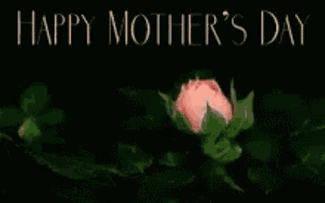 a pink rose with the words happy mother 's day in the background