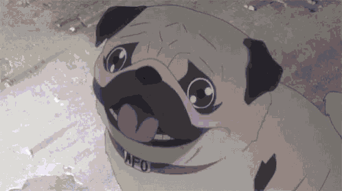 a pug dog with its tongue hanging out and a collar that says afo .