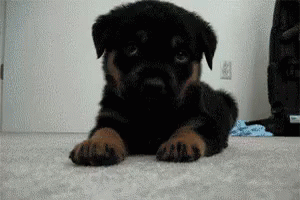 Puppy Adorable GIF - Puppy Adorable Dog GIFs