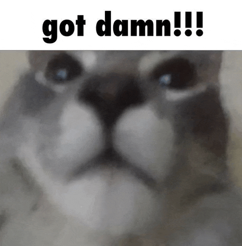 a close up of a cat with the words got damn written above it