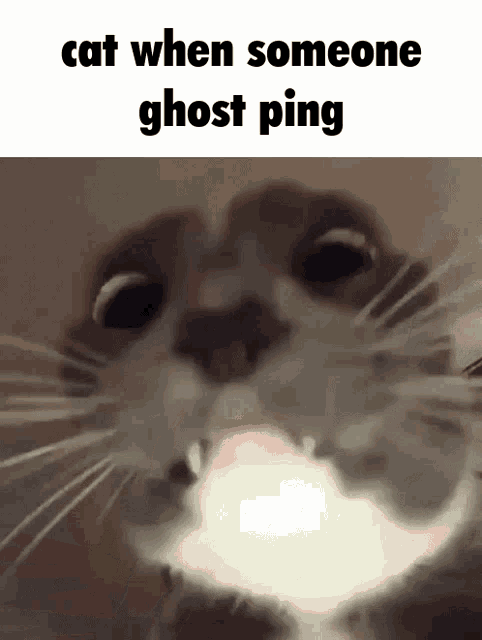 Cat Ping GIF - Cat Ping Discord GIFs