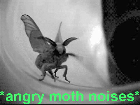 Angry Moth Angy GIF - Angry Moth Angry Moth GIFs