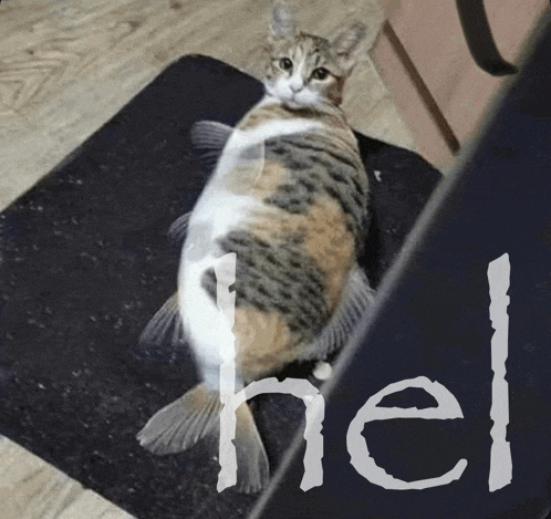 a cat that looks like a fish is laying on a mat with the word hell below it