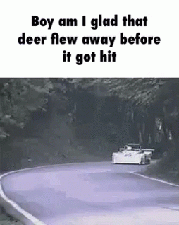 Car Deer GIF - Car Deer Flying GIFs
