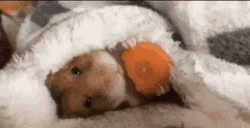 a hamster is eating a carrot while laying under a blanket .