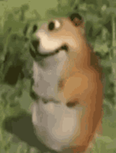 a close up of a hamster standing in the grass with its mouth open .