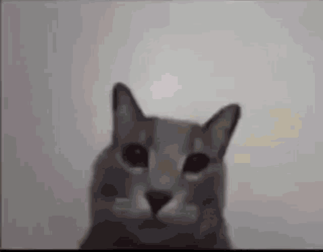 a cat is looking at the camera with a white background .