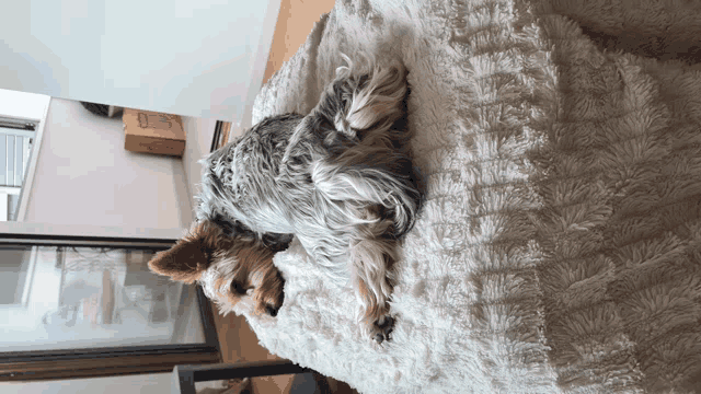 a small dog laying on a white blanket with a box in the background that says ' a ' on it