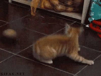 Cat Attack GIF - Cat Attack Too Excited GIFs