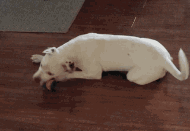 a white dog is playing with a blue ball on the floor