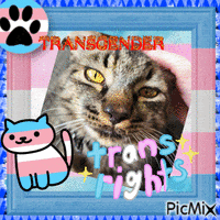a picture of a cat with the words transgender rights on it