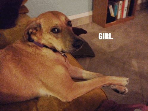 a dog laying on a couch with the word girl written on the bottom right