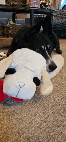 a black and white dog is laying on the floor with a stuffed animal